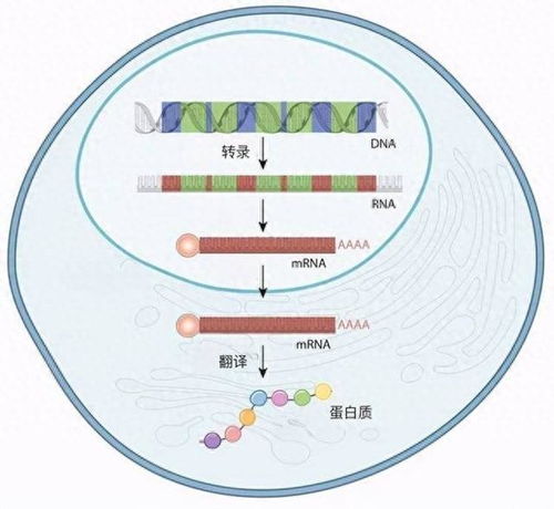 諾貝爾生理學或醫學獎 mRNA疫苗技術的突破與藥品生產新紀元